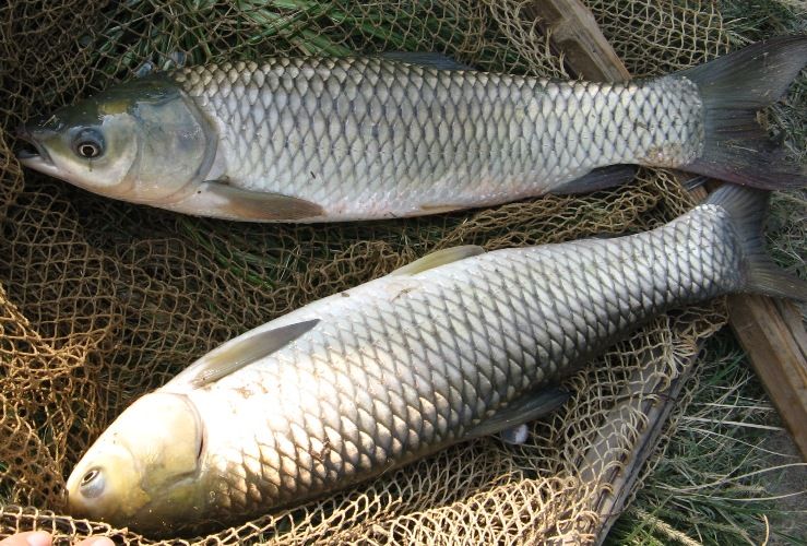 草魚圖片，探索美麗與養(yǎng)殖知識，草魚圖片，美麗與養(yǎng)殖知識的探索