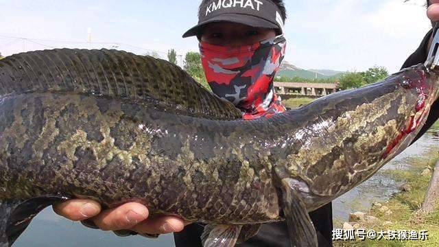 黃鱔魚的美味做法，烹飪技巧大揭秘，黃鱔魚烹飪技巧揭秘，美味做法分享